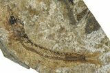Two Oligocene Fossil Clupeoid Fish (Beksinskiella) Fossils - Poland #374448-1